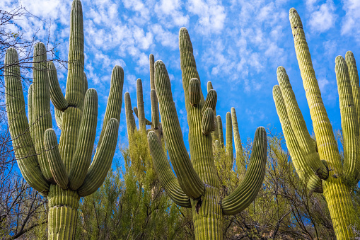 DescriptionSabino Canyon is a significant canyon located in the Santa Catalina Mountains and the Coronado National Forest north of Tucson, Arizona, United States. Sabino Canyon is a popular recreation area for residents and visitors of Southern Arizona, providing a place to walk, hike or ride.