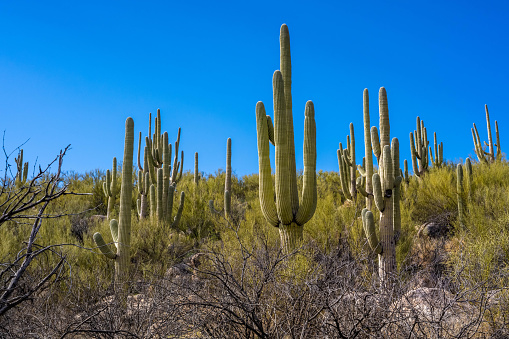 An arborescent cactus species from the walking trail of the park