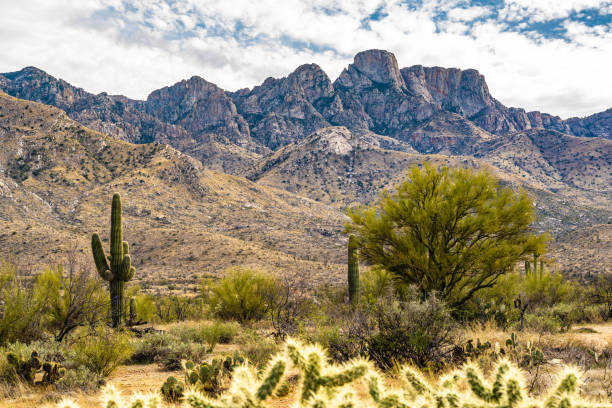 istock A long slender Saguaro Cactus in Catalina SP, Arizona 1794209078