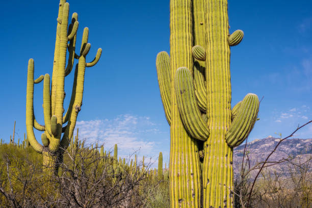 istock A long slender Saguaro Cactus in Catalina SP, Arizona 1794209079