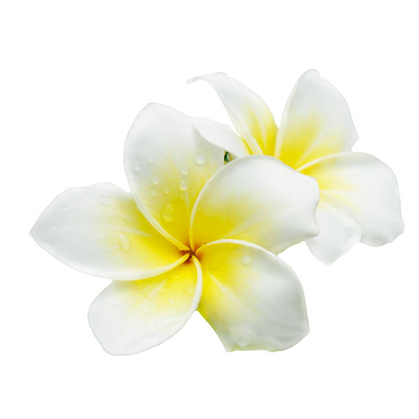 istock Blossom frangipani flowers with clipping path. 179422037
