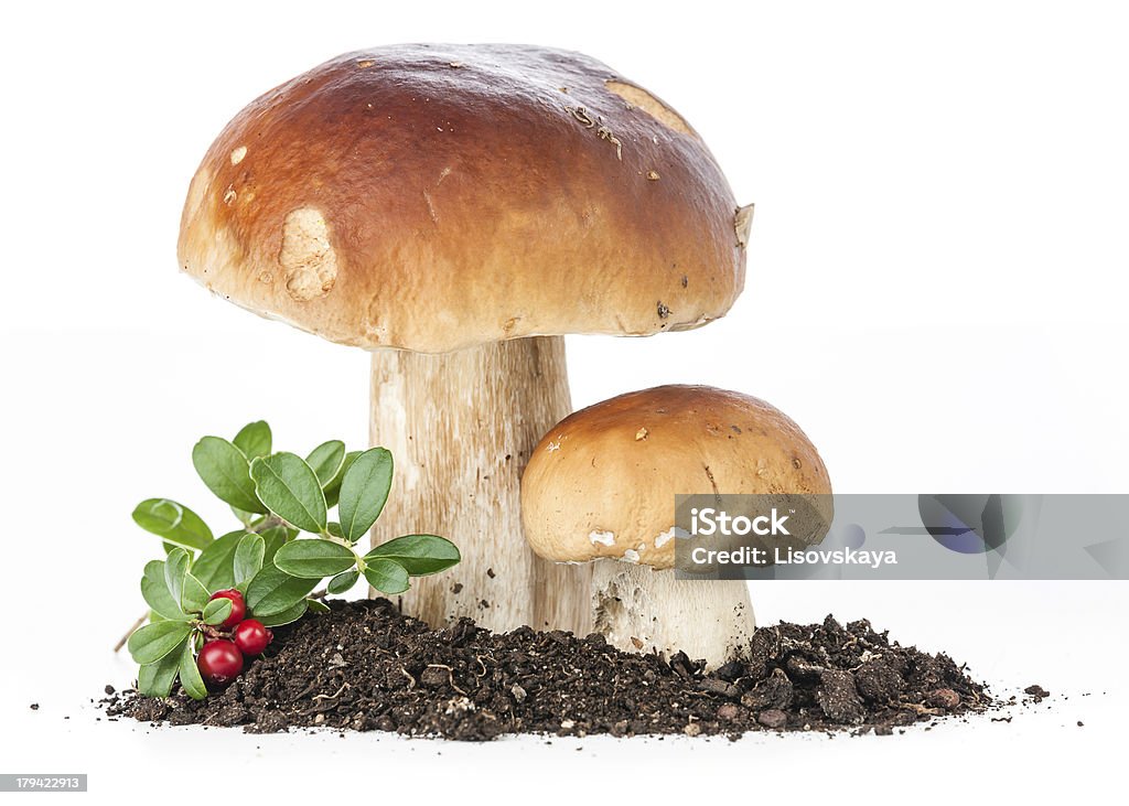wild cep funghi - Foto stock royalty-free di Ambientazione esterna