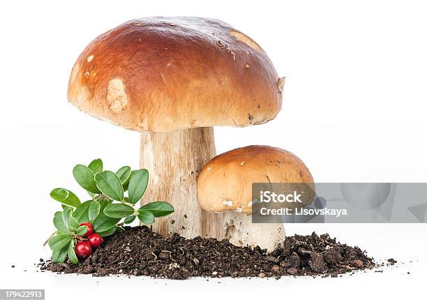 Wild Cep Funghi - Fotografie stock e altre immagini di Ambientazione esterna - Ambientazione esterna, Bianco, Boletus Sp