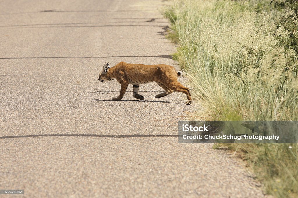 Lynx rufus Bobcat Parasite Krankmeldungen - Lizenzfrei Fotografie Stock-Foto