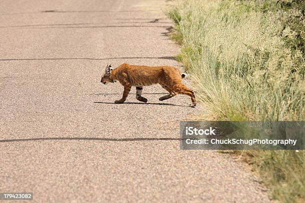 Lynx Rufus Bobcat Parasite Krankmeldungen Stockfoto und mehr Bilder von Fotografie - Fotografie, Herumstreifen, Horizontal