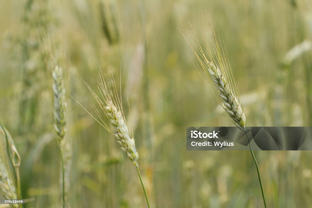 Campo di grano - Foto stock royalty-free di Agricoltura