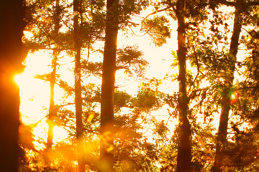 Retouched landscape where the setting sun shines through the trees in the forest, giving it a golden glow.