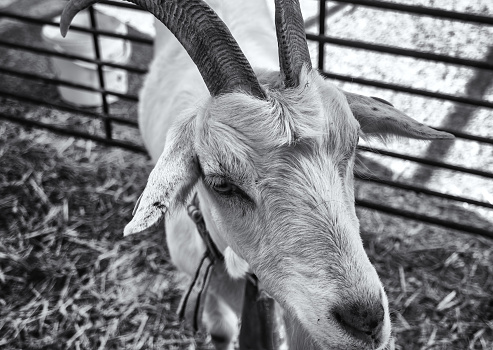 white goat sticks its head out of its wooden barn