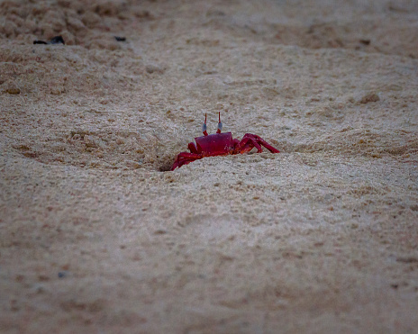 Red Crab covered with sand .