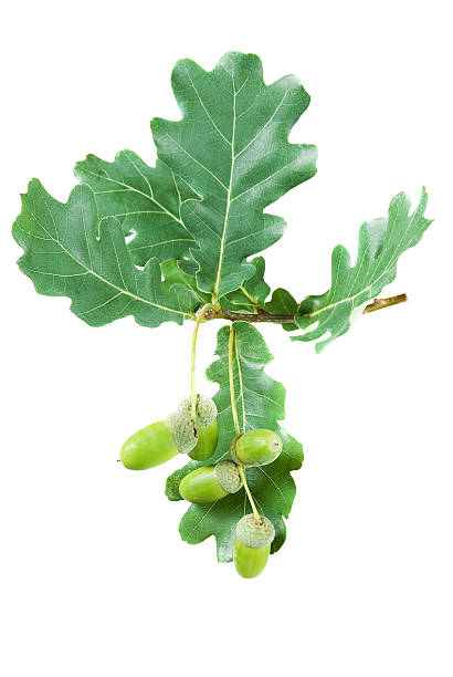 istock oak branch with green leaves and acorns 179424038