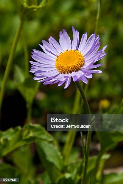 Purple Aster Stock Photo - Download Image Now - Beauty In Nature, Blossom, Botany
