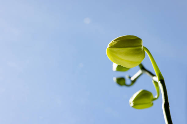 Orchid, buds