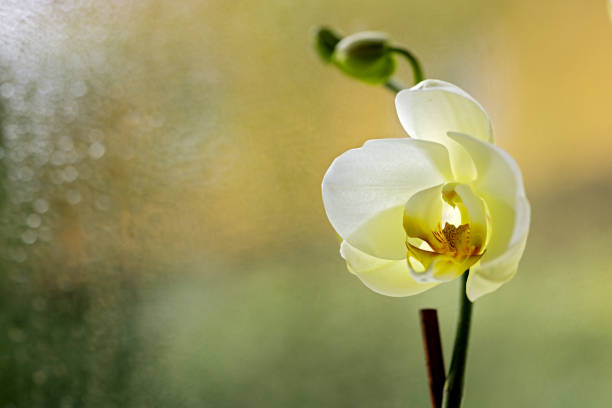Orchid white flower