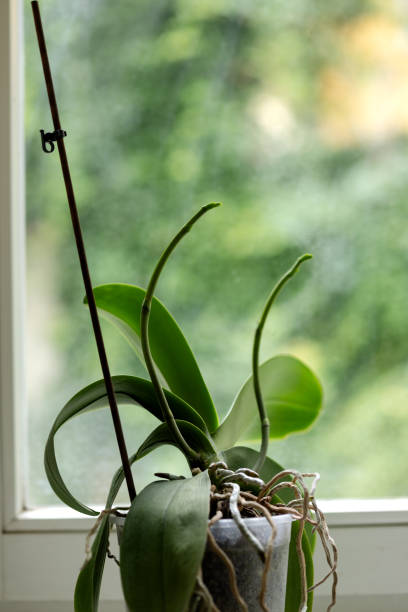 istock Orchid on the windowsill, roots and growing peduncle 1794253663