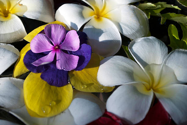 Fleurs colorées - Photo