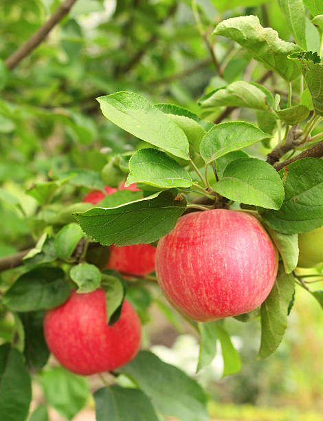istock Crop of apples 179426099