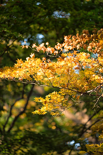 Autumn sun, shining through the yellow leaves. Branch of birch with yellow leaves lit up by the bright morning sun, selective focus, blurred background.