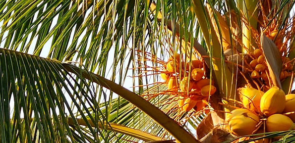 Borneo coconut Tree