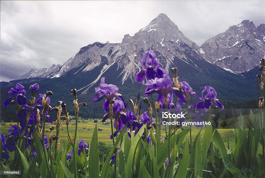 Irises w Austrii - Zbiór zdjęć royalty-free (Austria)