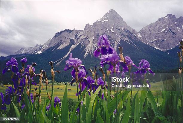 Irises W Austrii - zdjęcia stockowe i więcej obrazów Austria - Austria, Bez ludzi, Europa - Lokalizacja geograficzna