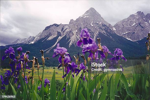 Irises В Австрии — стоковые фотографии и другие картинки Австрия - Австрия, Без людей, Гора