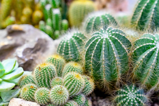 istock closeup various cactus plants in garden 1794278784
