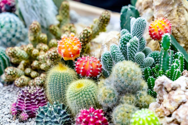 istock closeup various cactus plants in garden 1794280335