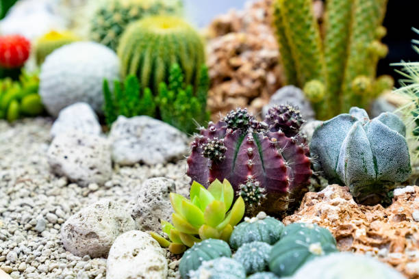 istock closeup various cactus plants in garden 1794280336