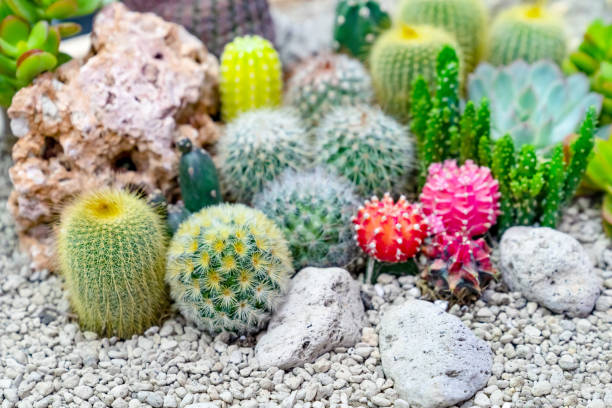 istock closeup various cactus plants in garden 1794280357