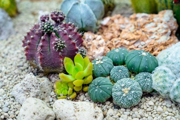 istock closeup various cactus plants in garden 1794281391