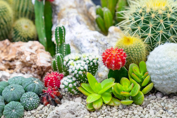 istock closeup various cactus plants in garden 1794281392