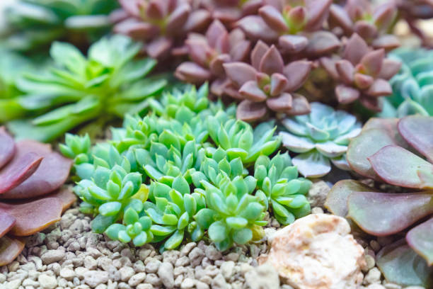 istock closeup various cactus plants in garden 1794281393