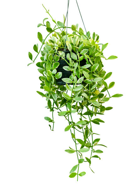 istock green leaves pattern,leaf Dischidia nummularia Variegata isolated on white background 1794285592