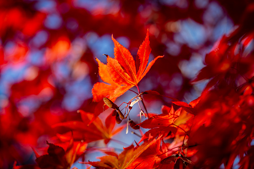 A close up of vibrant maple leaves in fall