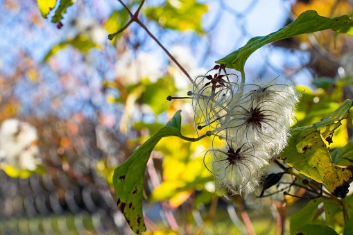 An elderly man's beard seed heads in a rural field setting.