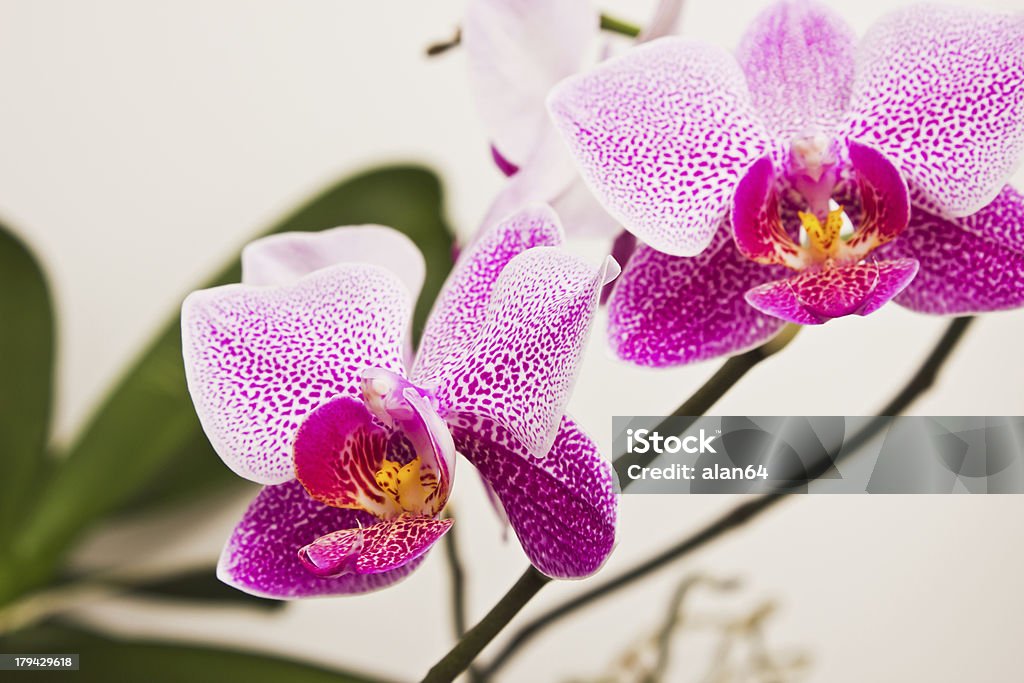 Flores de orquídeas - Foto de stock de Aromaterapia libre de derechos