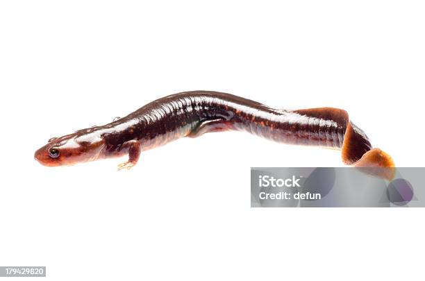 Salamander Newt Stock Photo - Download Image Now - Amphibian, Animal, Animal Wildlife