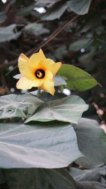 istock Some ripe hibiscus and a yellow flower 1794306807