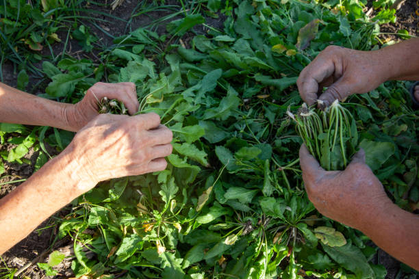 Cress stock photo