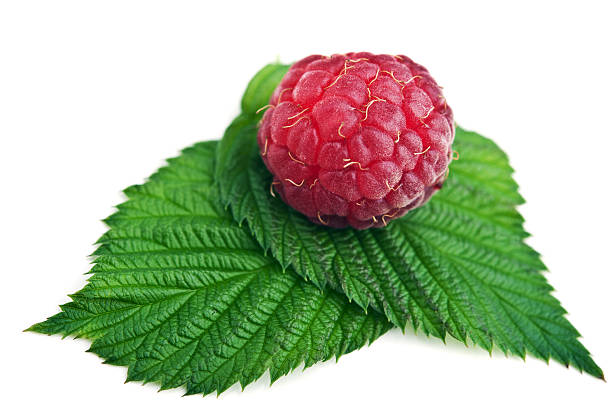 自然のラズベリー - raspberry berry fruit gourmet isolated ストックフォトと画像