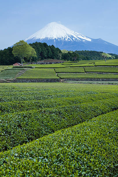 piantagione di tè verde giapponese e mt. fuji all'inizio della primavera - tea crop spring japanese culture tea foto e immagini stock