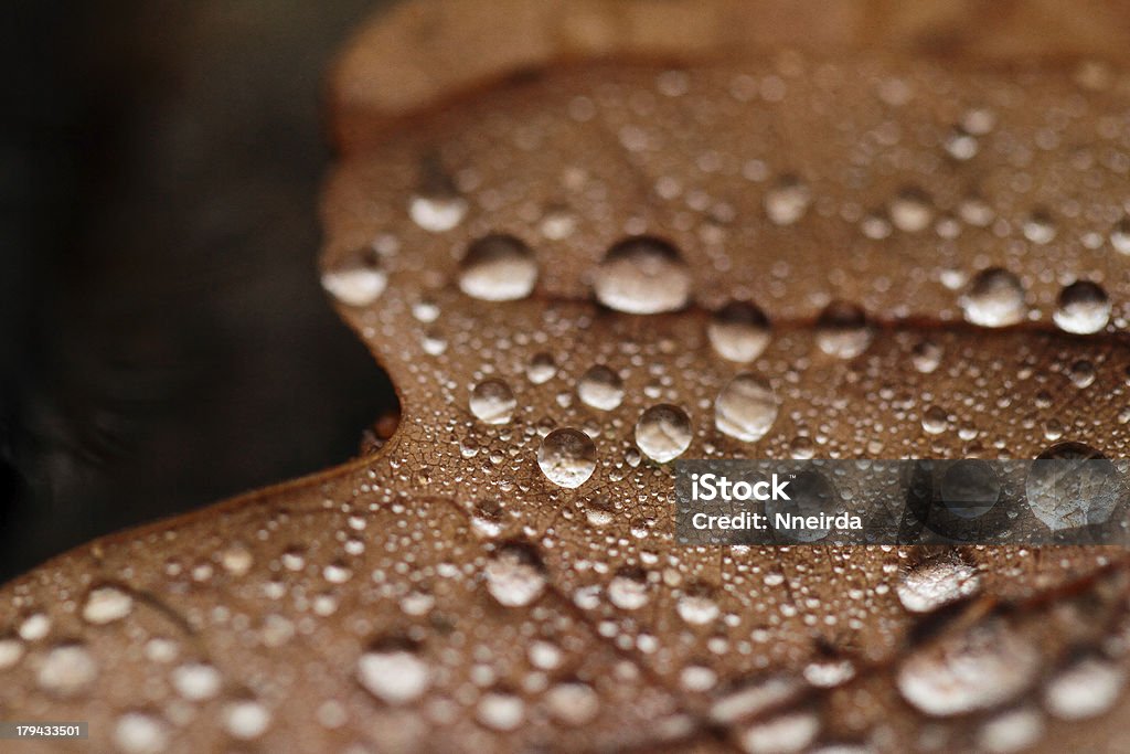 Caduta foglie coperta con le gocce d'acqua - Foto stock royalty-free di Acqua