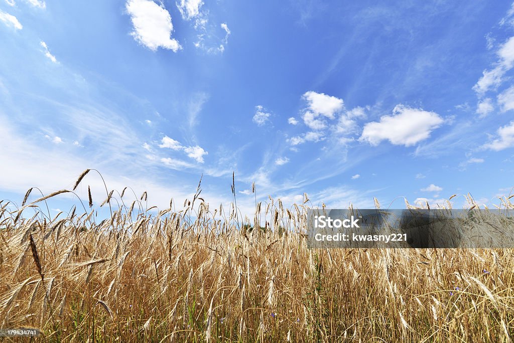 Paisaje de verano - Foto de stock de Agricultura libre de derechos