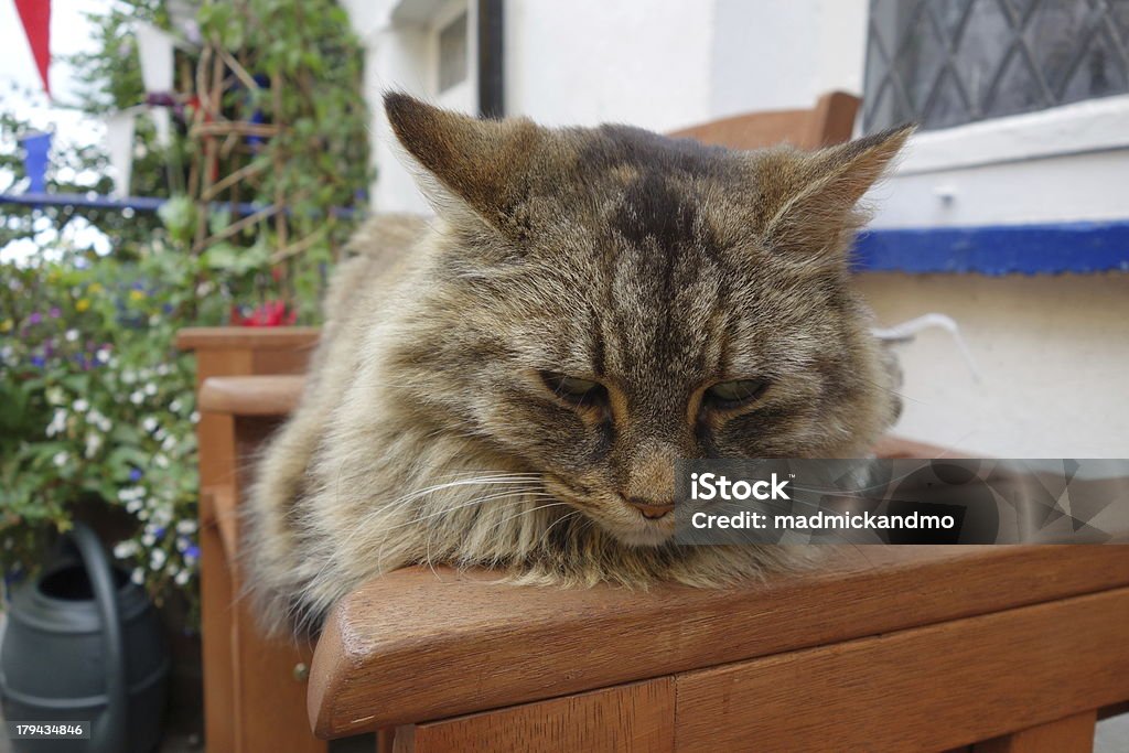 cat siesta - Foto de stock de Animales mimados libre de derechos