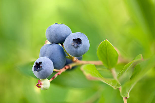 istock Blueberries on branch and green background 179435223