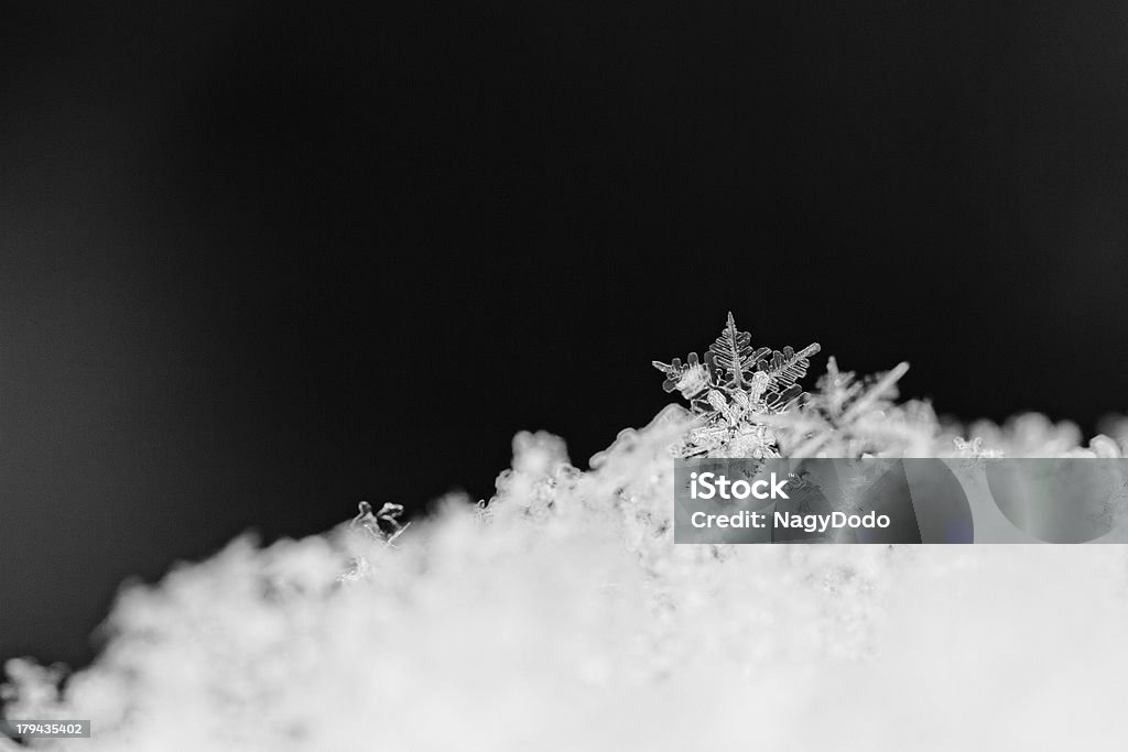 Belleza cristales de copo de nieve blanca - Foto de stock de Abstracto libre de derechos