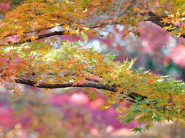 autumn leaves in japan.