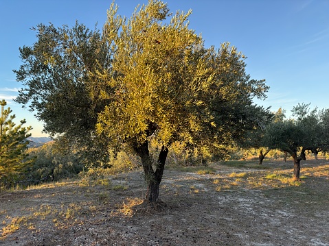 In autumn and winter people collect olives to make olive oil