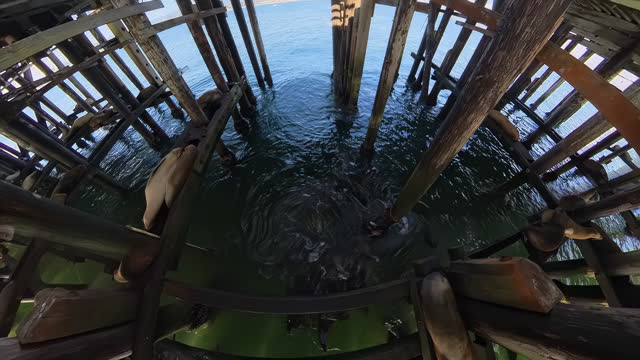 Exploring the Rustic Santa Cruz Pier: Sea Lions and Wooden Poles.
