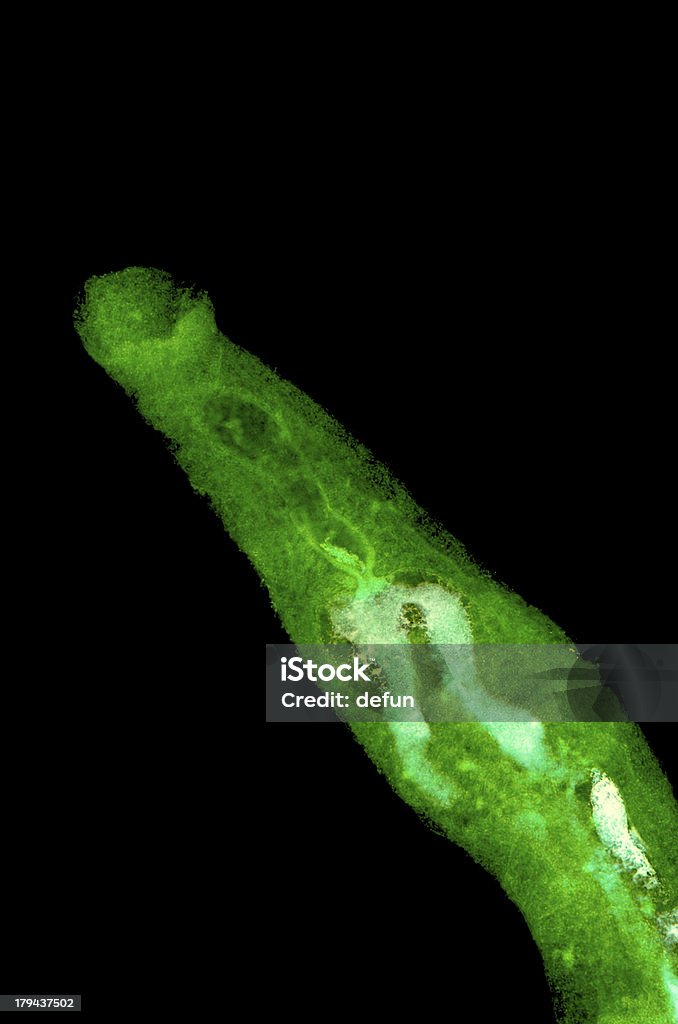 schistosome parasiteras flukes Sang animal - Photo de ADN libre de droits
